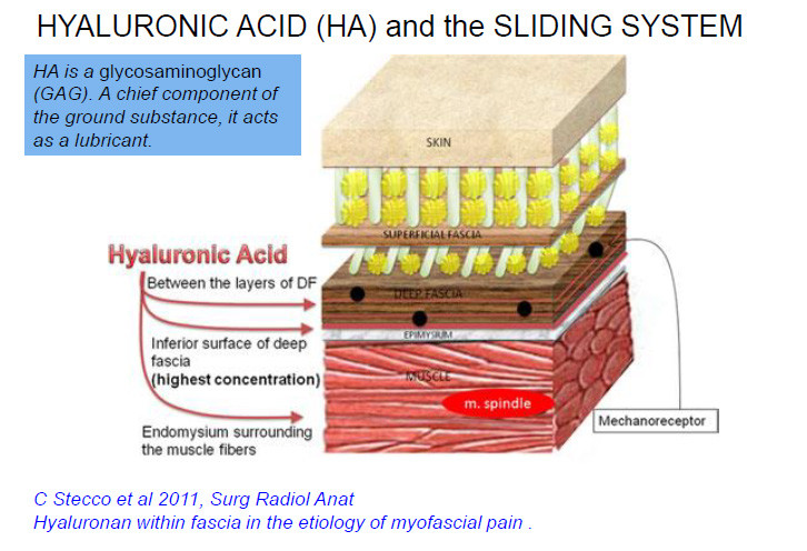 histology of fascia