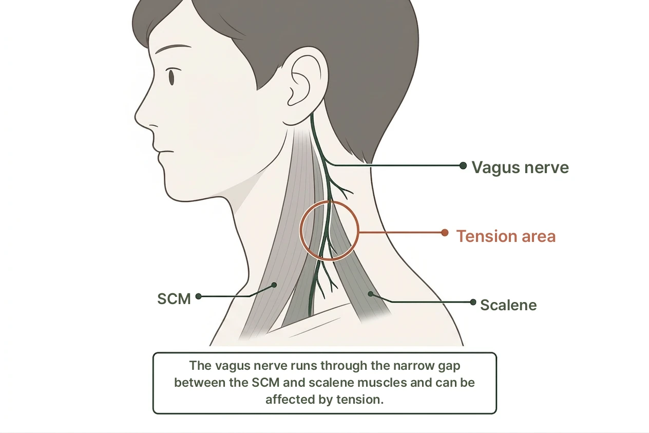 What Is the Autonomic Nervous System? illustration