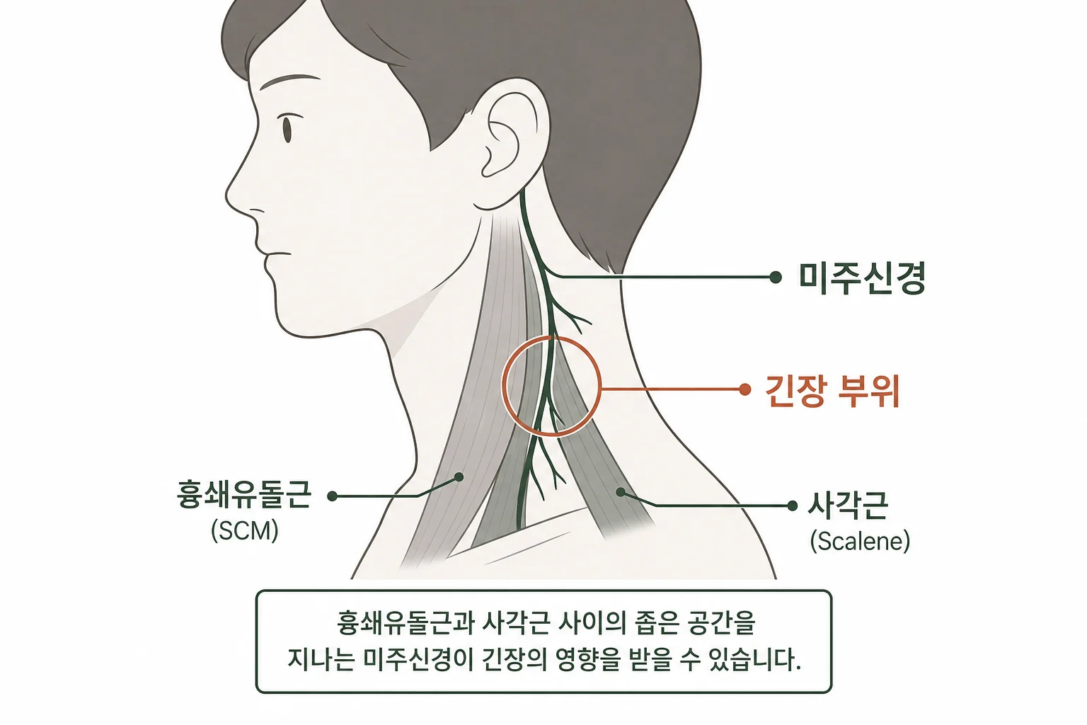 목과 어깨 긴장이 자율신경에 미치는 영향은? 설명 이미지