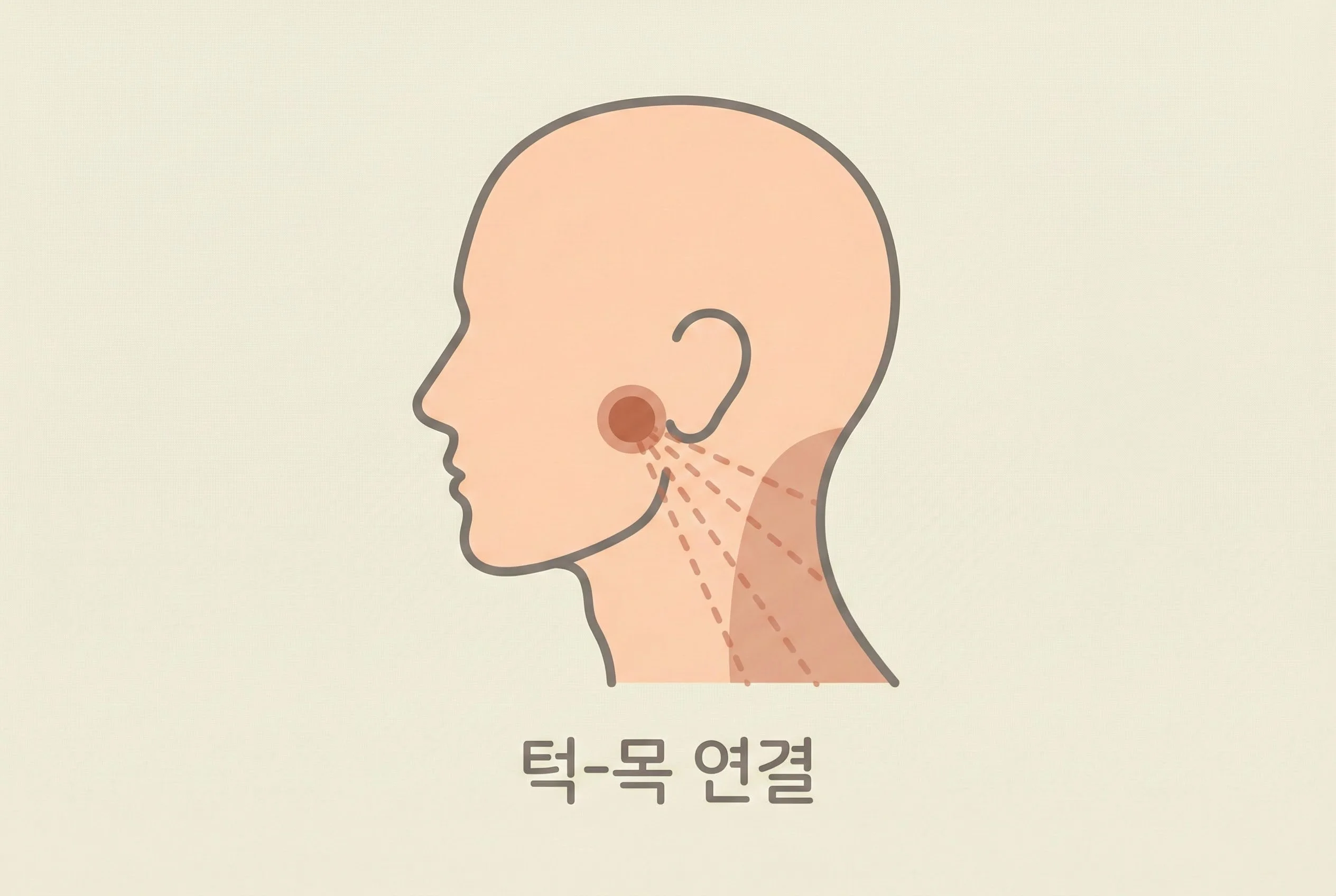 턱관절과 목 근육 연결 일러스트