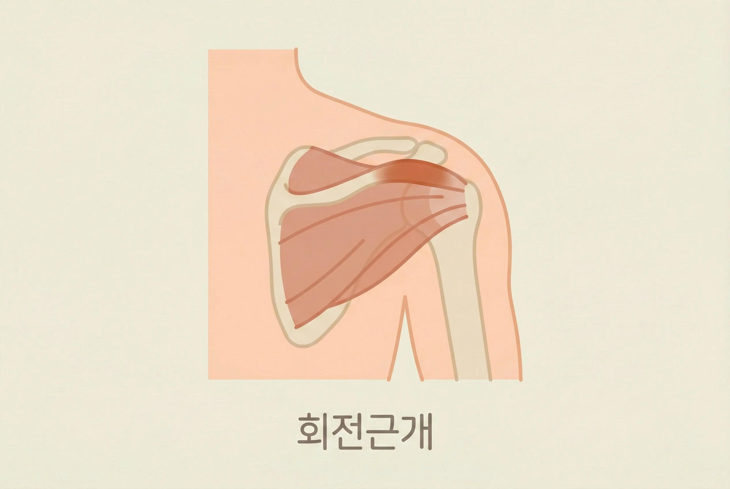 회전근개 해부학 일러스트